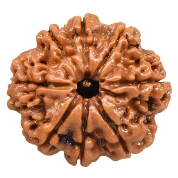 9 Mukhi Rudraksha