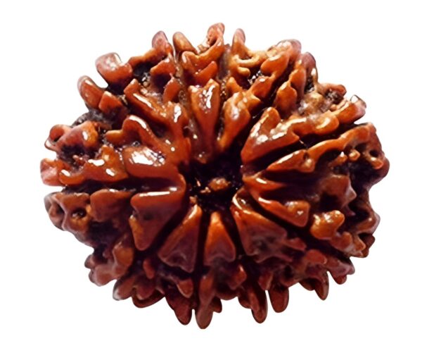 10 Mukhi Rudraksha